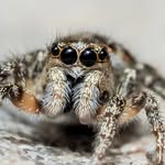 Keith Jaques - @kj_macro_photography - Instagram