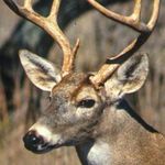 Keith Keller - @mydeerhuntcom - Instagram