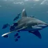 keithlangdon369 - @keithlangdon369 - TikTok