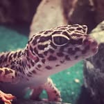 Keith Gecko - @keith._.leopard_gecko - Instagram