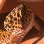 Keith_Leo - @keith_leopardo - Instagram
