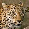 Leopard 🐆 - @keithleopard - TikTok