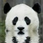 Keith Lindeman - @the_panda_dude_2020 - Instagram