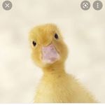Keith MacGregor - @duckboy4000 - Instagram
