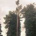 Keith McKeon Tree Services - Facebook