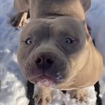 Daryanne N Keith Osborn - @knockoutbullieskob - Instagram