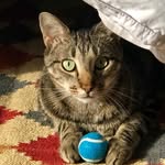 Keith & Otis - @hicks_thompson_pets - Instagram