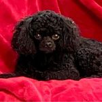 Keith Lampman-Perlman - @keithlampmanperlman - Instagram