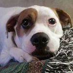 Keith Stallings - @theonebadgoose - Instagram