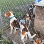 Keith Suiter - @kjezzykennels - Instagram