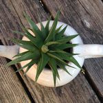 Keith Taber - @mrfancyplantsvt - Instagram