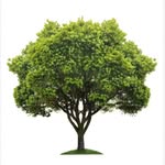 TreeTreeTree - @keith_r_tilton - Instagram