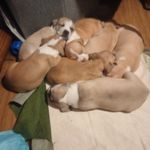Keith timms - @doglover79573 - Instagram