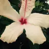 kelina.smith - @kelina.smith - TikTok