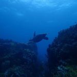 Savecoralreefs Kellen russell - @savethecoralreefz - Instagram