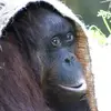Monkey - @kellen_ward - TikTok