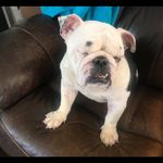 Kelley Bush - @mollybulldog1 - Instagram