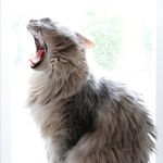Kelley Burden Callahan - @crazydesertcats - Instagram