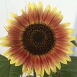 Nancy Kelley Cross - @nkelley4444 - Instagram