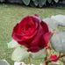 Kelly Downs - Facebook