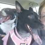 Kelley Dwyer - @peypeygato - Instagram