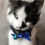 Kelly Foster Kittens 🐱 Greensboro, NC - @kellyfosterkittens - Instagram