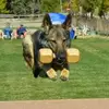 Kelley Graham487 - @k9graham - TikTok