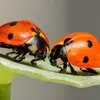 Kelley Kemp - @bugitybugsmum - TikTok