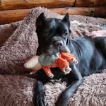 Kelley Capman Maynard - @a1209groomer - Instagram