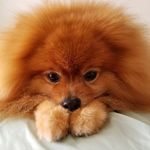 KELLY PARK - @always_poms - Instagram
