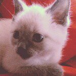 Kelley Schaefer-Levi - @cakehamster - Instagram