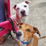 🐶 Kelly & Strong 🐶 - @kelly___strong - Instagram