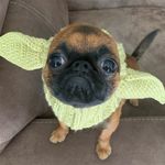 Kelly Vance - @moonlitview_griffons - Instagram
