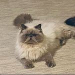 Kelley Ward - @everybodylovesmookiethecat - Instagram