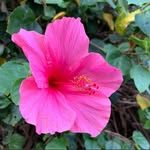 Kelley Ward - @kelley_wardhawaii - Instagram