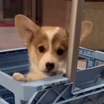 Kelly The Welsh Corgi - @kellywelshcorgi - Instagram