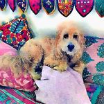 Kelley Wolf - @kelleywolfinteriors - Instagram
