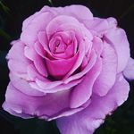 Kelli Armstrong - @around_town_photo_253 - Instagram