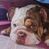 💖 Kelly n Bruno 💖 - @kellynbrunothebulldog - TikTok
