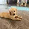 dolly - @kelliebryan361 - TikTok