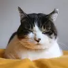 KelliDaugherty - @judgeqacjui - TikTok