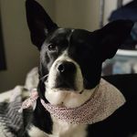 Kelly Dotson - @krikhamster - Instagram