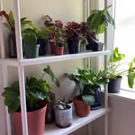 Kelly Hatch - @kelliththeplantmadam - Instagram