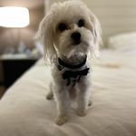 Kelli Hubbard - @morkiegus - Instagram