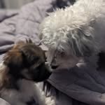 Kelli Lang - @pippinandgidget - Instagram