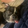 Kelly Lovett - @oscarbostonterrier - TikTok