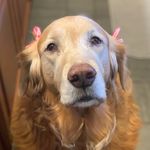 Kelli Pizzino Lowry - @klow_67 - Instagram