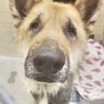 Kelli Norton - @charlie_the_gsd_survivor - Instagram