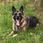 Kelli Norton - @gsd_rescue - Instagram