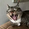 kellisteineman - @kellisteineman - TikTok